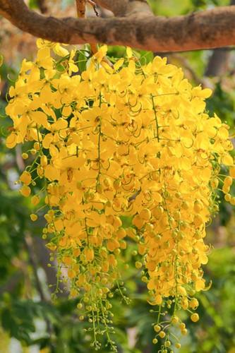Golden Shower Tree